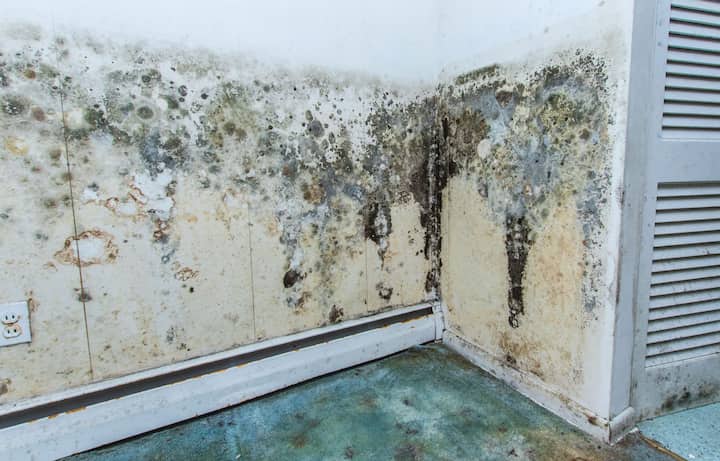 residential mold removal experts in Augusta